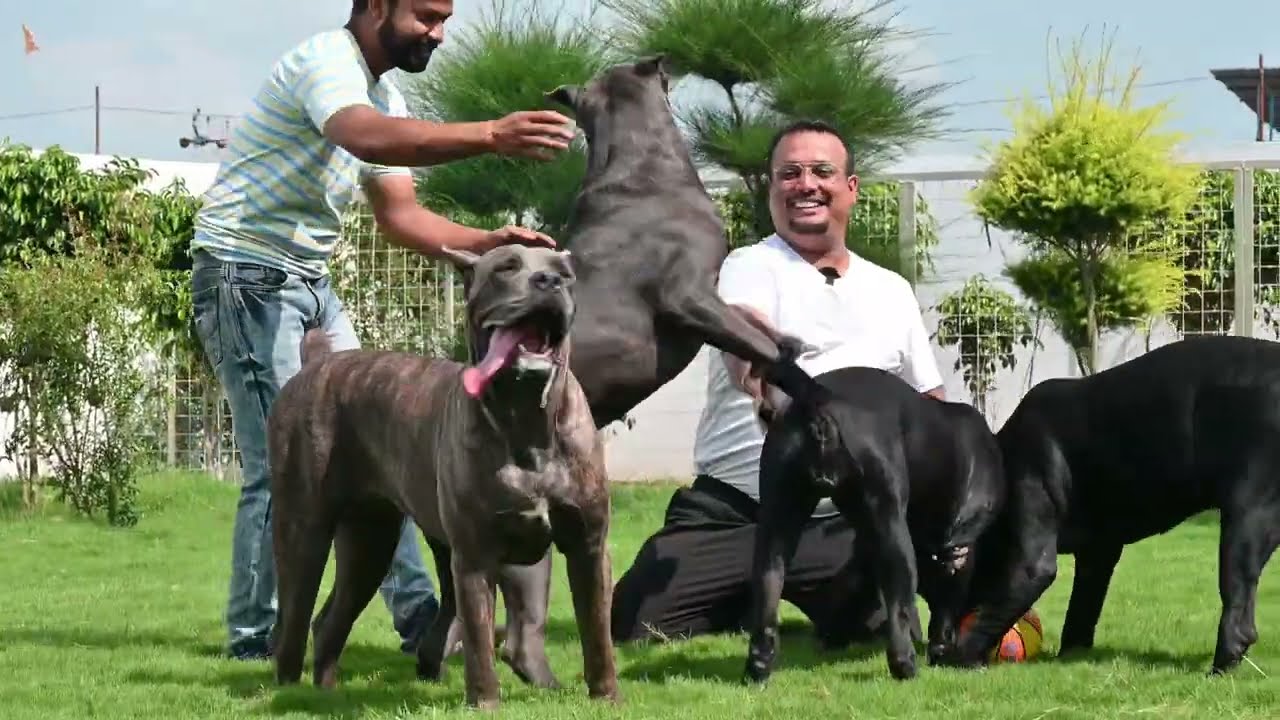 इतने Cane Corso  आपने एक साथ कभी देखें नहीं होंगे शर्त लगा लो 😳😳