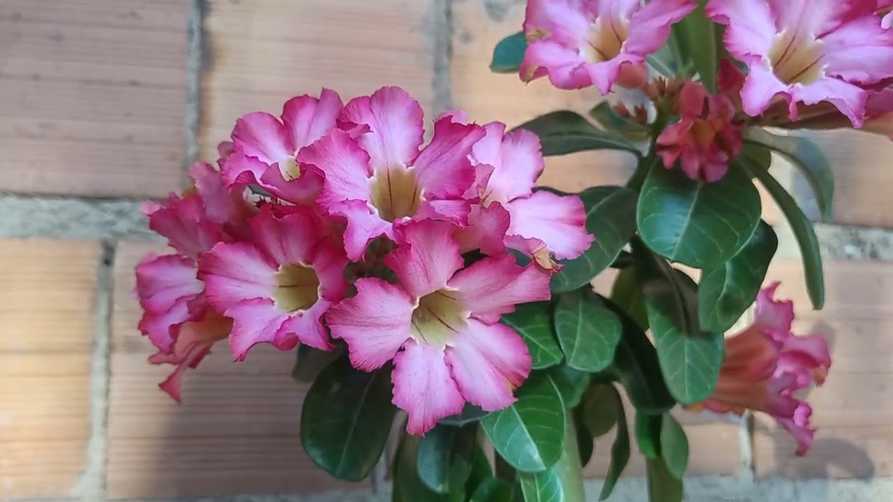 Linda tarde minhas flores 😻 com elas 😚