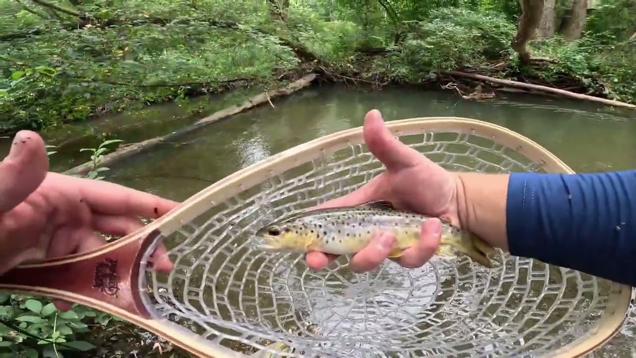 Тестирую свою новую спиннинговую катушку для ловли форели! Модель 13 Fishing Ascent CE!