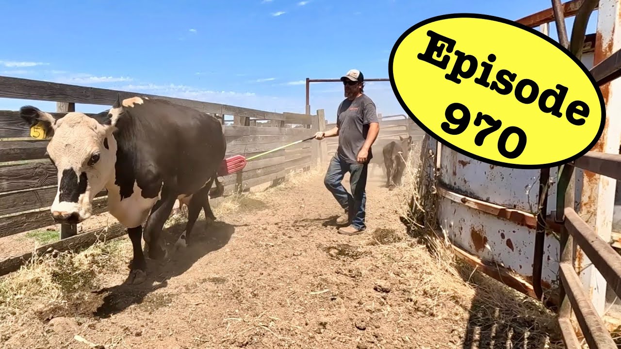 You Just Have To Be More Stubborn Than The Cows