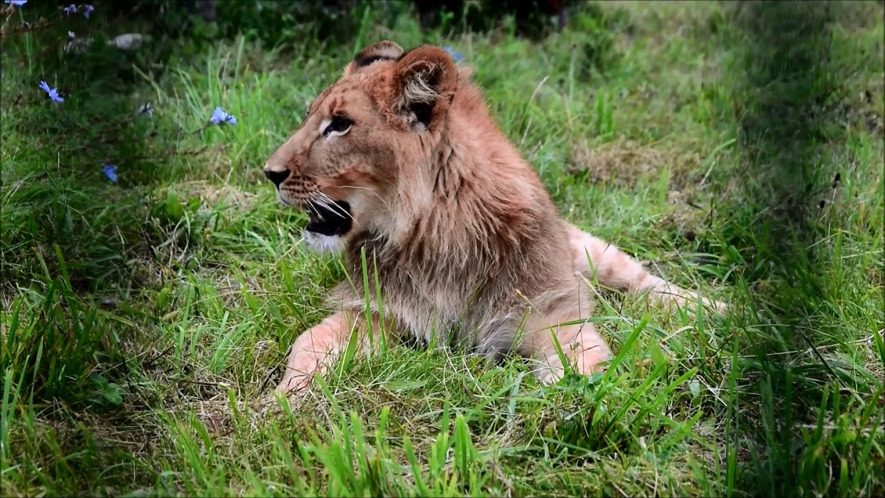 Zoo Poznań - Kizia i Leoś - zapoznawanie