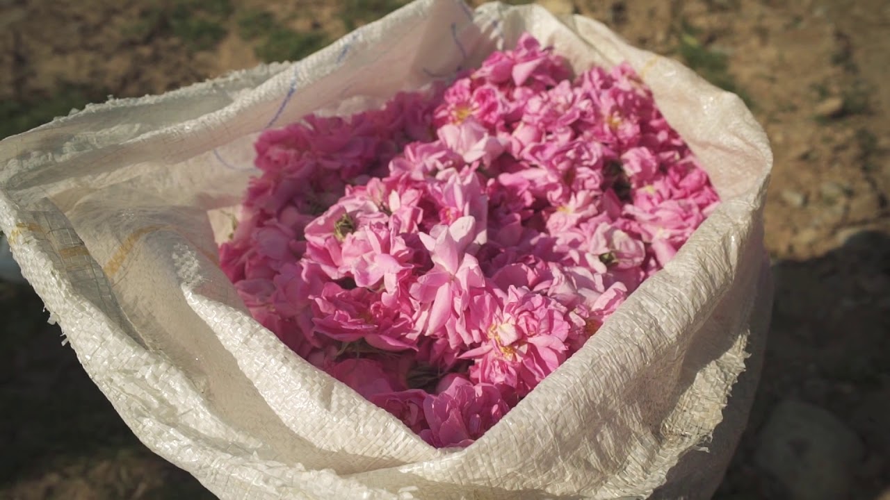 EPISODE 006 \ A TURKISH ROSE