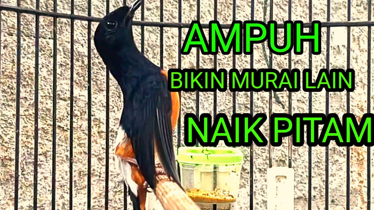 pancingan AMPUH murai batu agar cepat bunyi