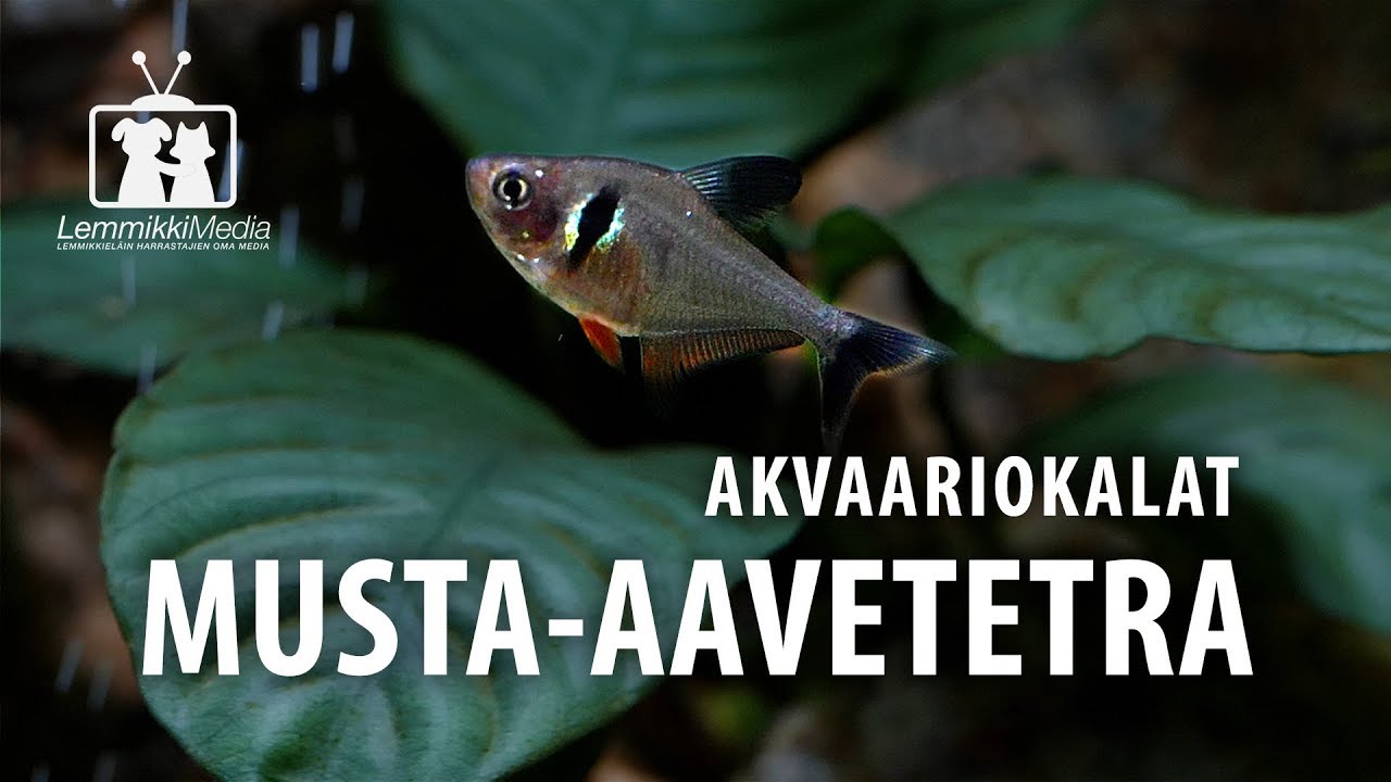 Akvaario: Musta-aavetetra on parvikala