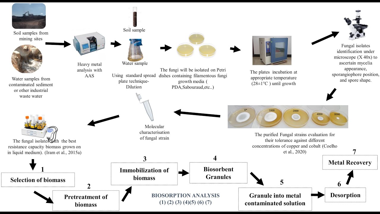 Evaluation of the Biosorption Capacity of Saccharomyces cerevisiae for Heavy Metals in Milk
