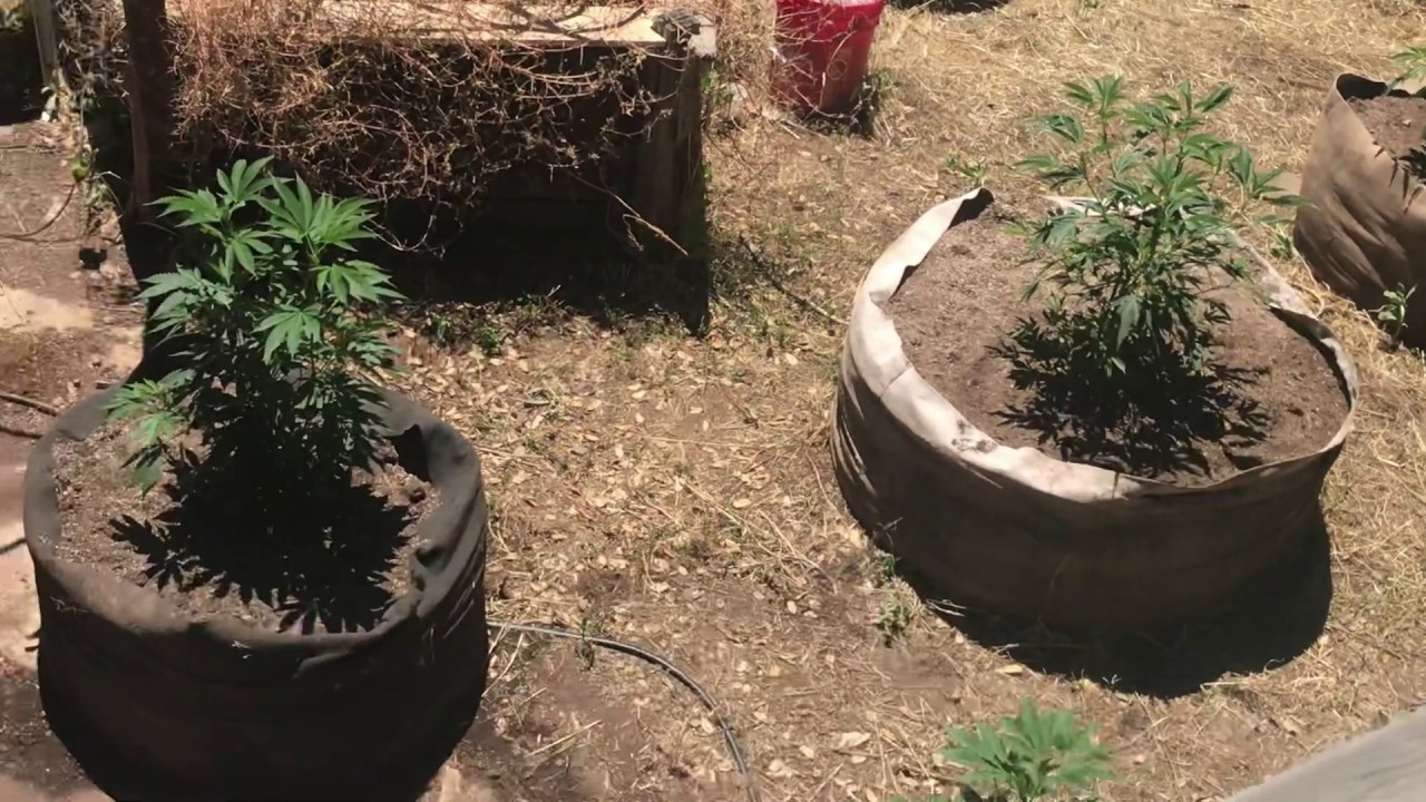 2020 outdoor grow NorCal