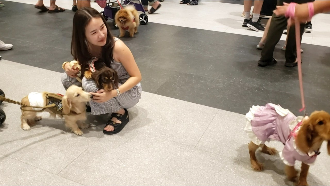 Thais bring their dogs to pet fair - Bangkok