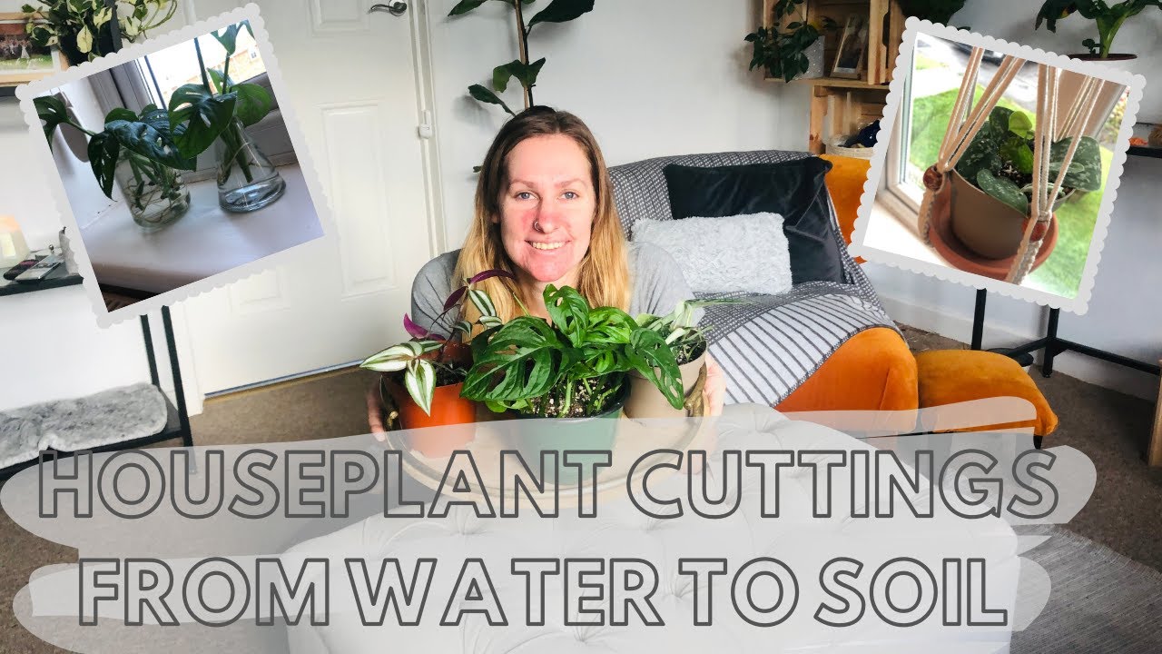 Moving cuttings from water to soil ( Houseplant propagations)