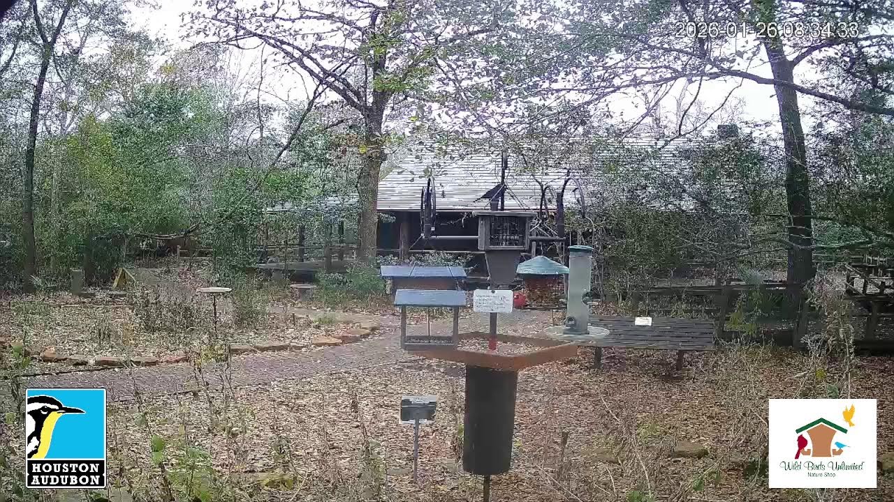 Edith L Moore Nature Sanctuary Bird Camera