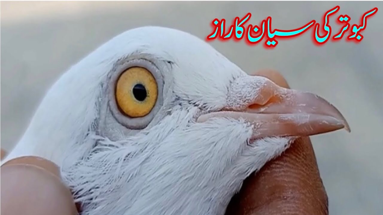 Kabootar ki sayan ka raz || Akalmand kabootar ki pehchan