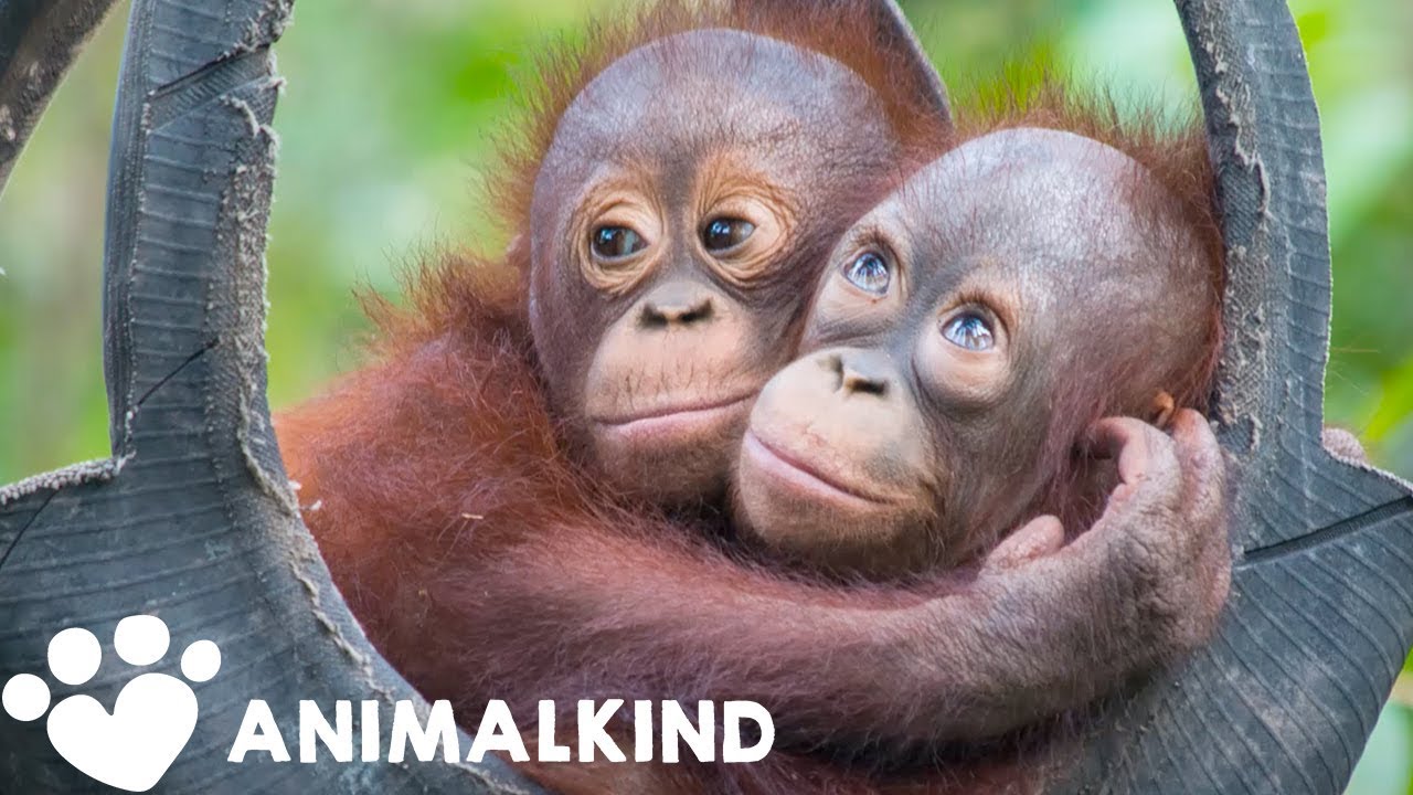 Baby orangutan goes from wire cage to swinging in trees 🐒 | Animalkind