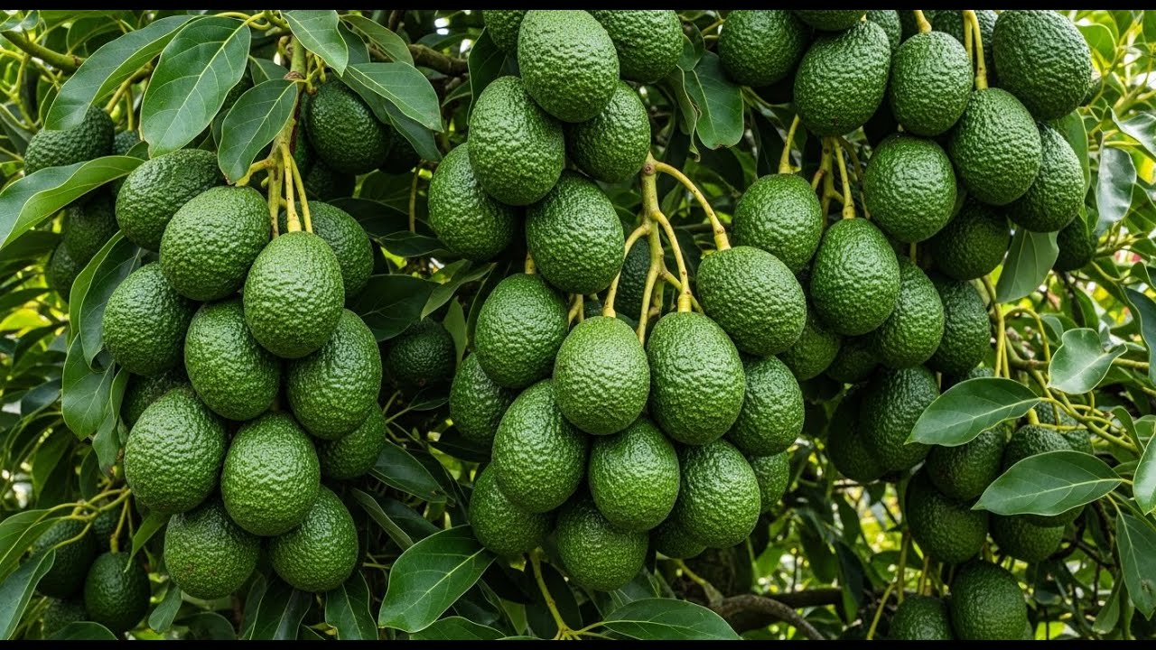 The Incredible Journey Of Cultivating Perfect Avocados