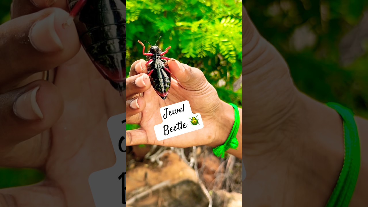 Jewel Beetle 🪲