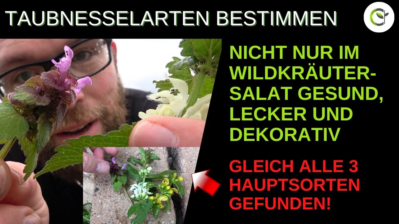 Die Taubnessel als Heilkraut - Eine essbare und gesunde Wildpflanze mit wertvollen Inhaltsstoffen