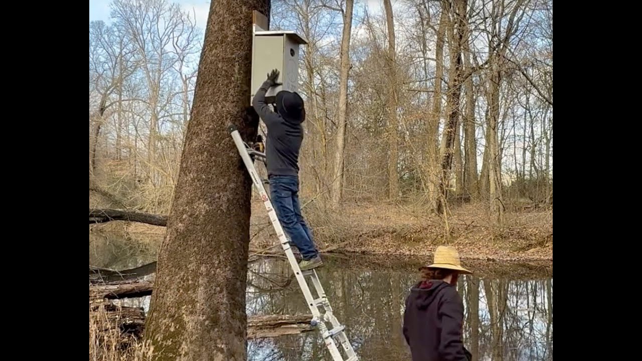 Installing a Wood Duck Box Along the Creek - Time-lapse