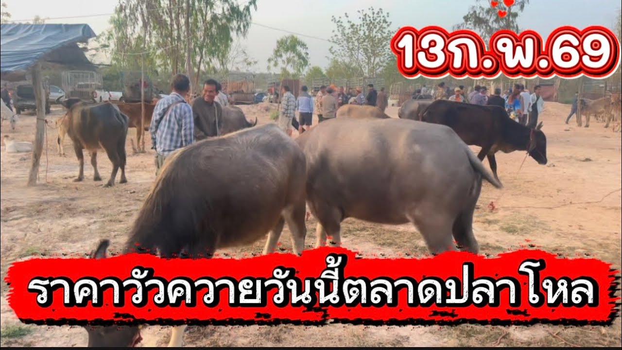 พาชมบรรยากาศซื้อขายวัวตลาดปลาโหล อ. วาริชภูมิ จ.สกลนคร 13/2/69 #ราคาวัววันนี้ 