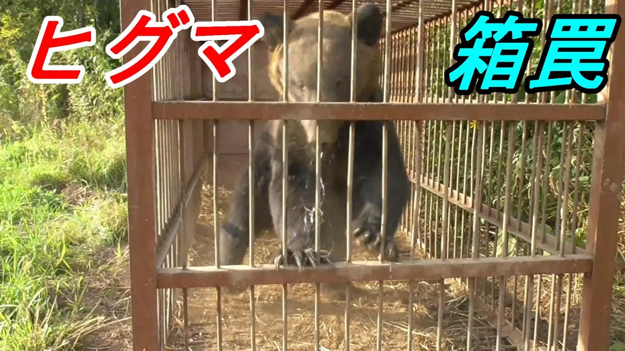 ヒグマを箱罠で捕獲しました　2022 夏