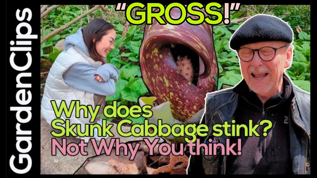 Skunk Cabbage: Why Does It STINK? (Early Spring Plant)