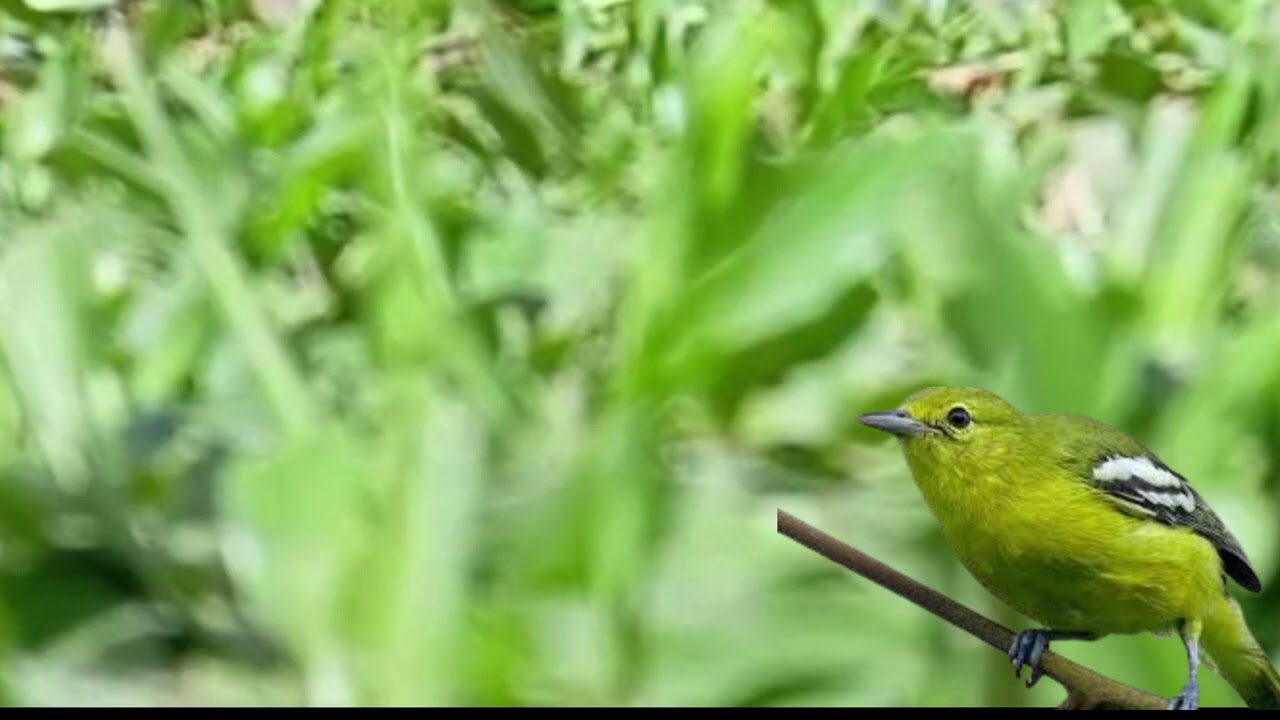 Burung Cipow Masteran