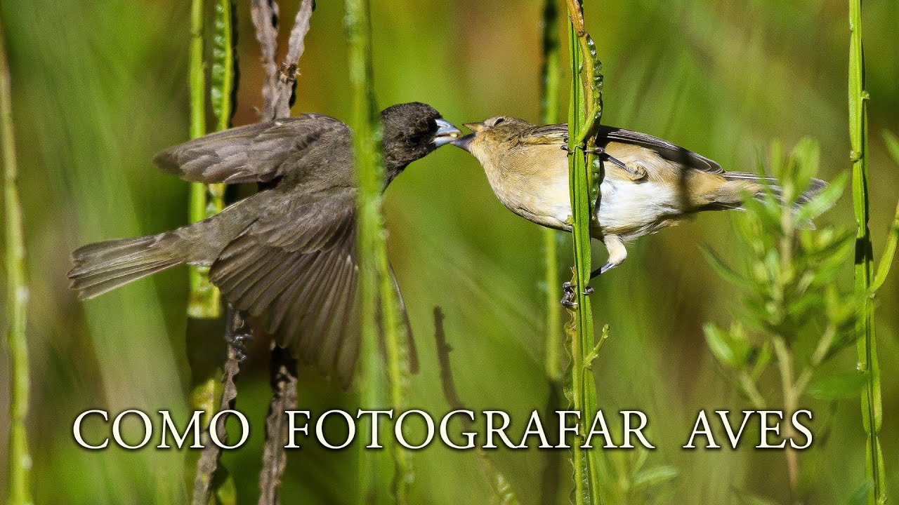 Como fotografar Aves 01