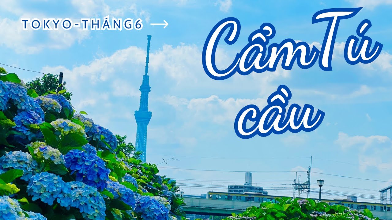 🇯🇵du lịch Nhật Bản: ngắm hoa Cẩm Tú cầu ở tokyo#dulichnhatban #japantravel #camtucau