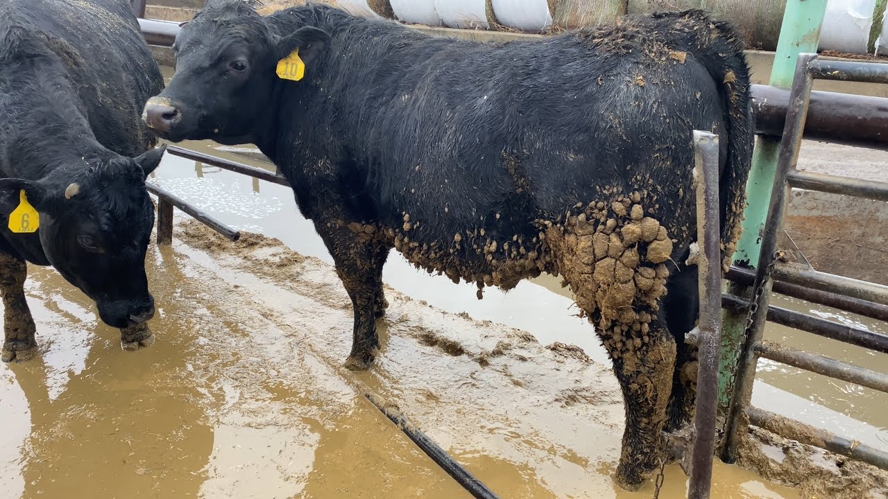 Cows Destroy Gate