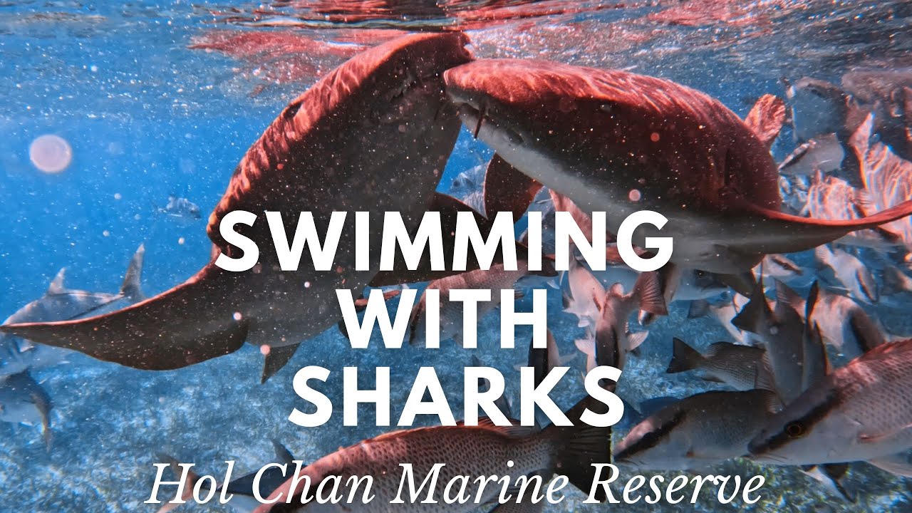 Swimming with Sharks! Eco Friendly Snorkeling Tour in Hol Chan Marine Reserve