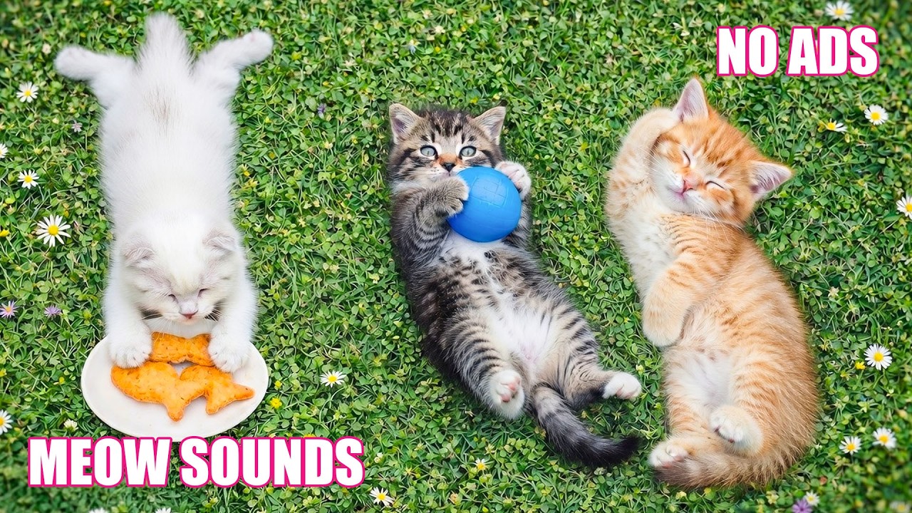 12 Hours Relaxing Music for Cats 🐾 Gentle Anti Anxiety, Deep Sleep Comfort 💤 Calm Cats Music