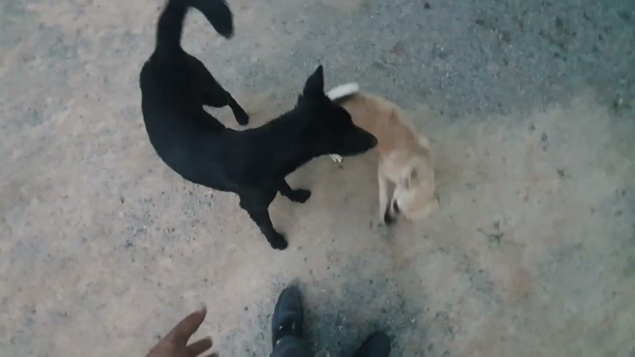 #dog #dogs #dogshorts #dogvideos #dailyvlog #cat #cats #catvideos #catlovers #catshorts #catlovers