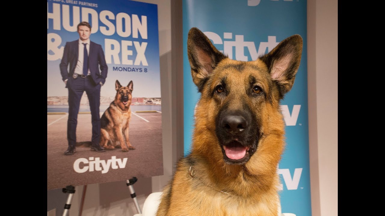 DOG GOES HOLLYWOOD: Ready for his closeup Ancaster pooch stars in TV's Hudson and Rex