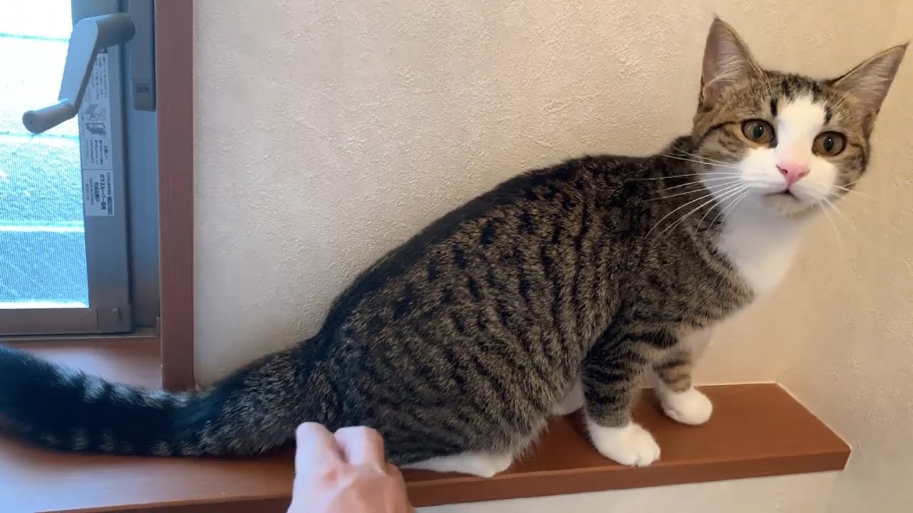 見たことのないUターンをする猫がかわいい