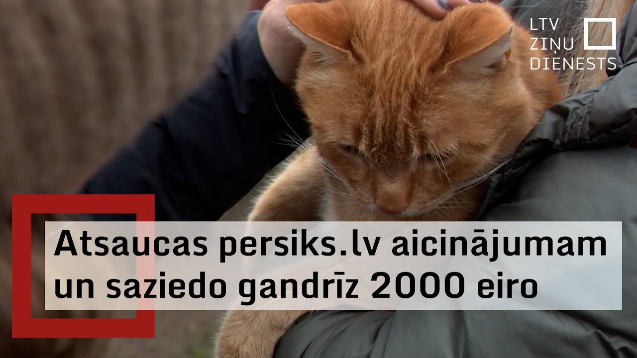 Pateicoties Āgenskalna kaķim Persikam, saziedo gandrīz 2000 eiro dzīvnieku patversmei