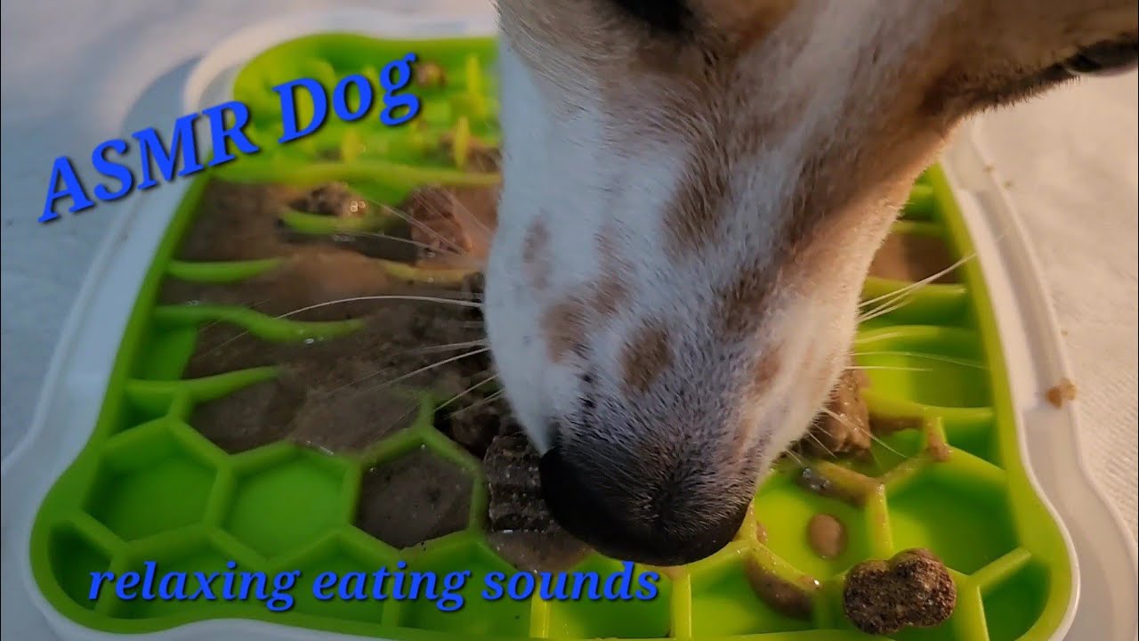 ASMR Dog eating and licking juicy and crunchy canned food on a lickimat I 개 먹고 물고 핥기 I 핥다