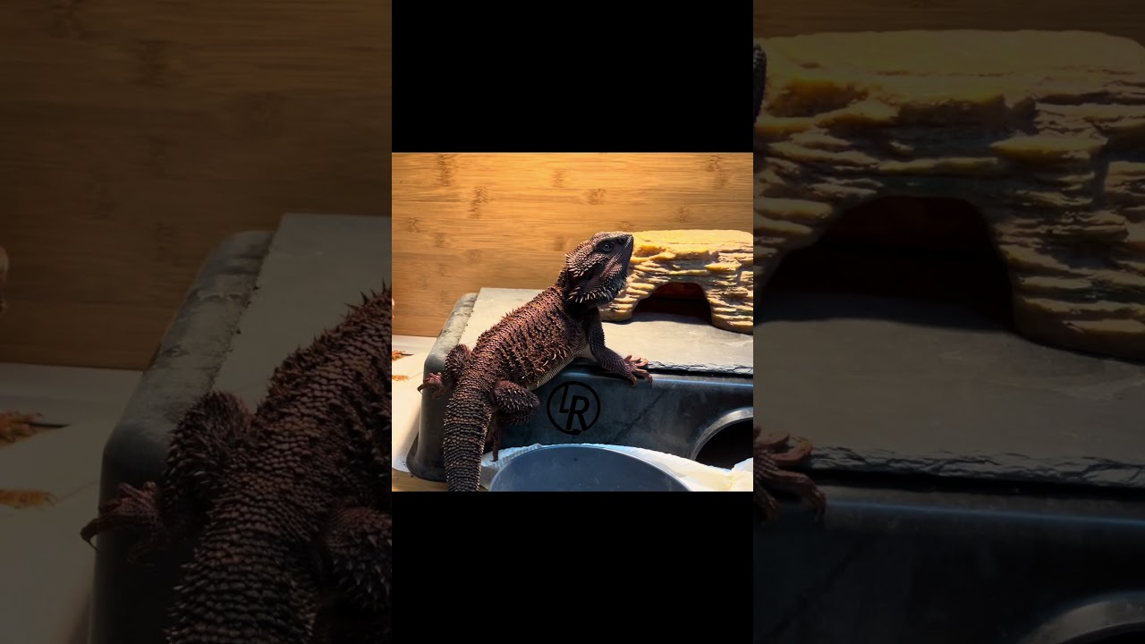 Menacing Dragons: Pogona vitticeps