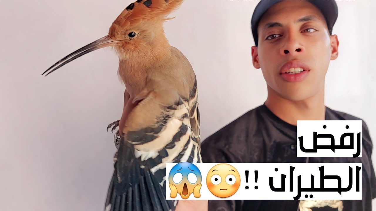 رد فعل الهدهد بعد إطلاق سراحه !!! ماتوقعناش اللى حصل دة !!😱😱