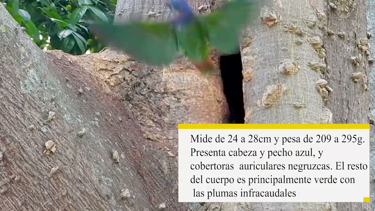 &ldquo;Sue&ntilde;os emplumados&rdquo;  Pionus menstruus  - Cotorra Cheja - Blue-headed Parrot