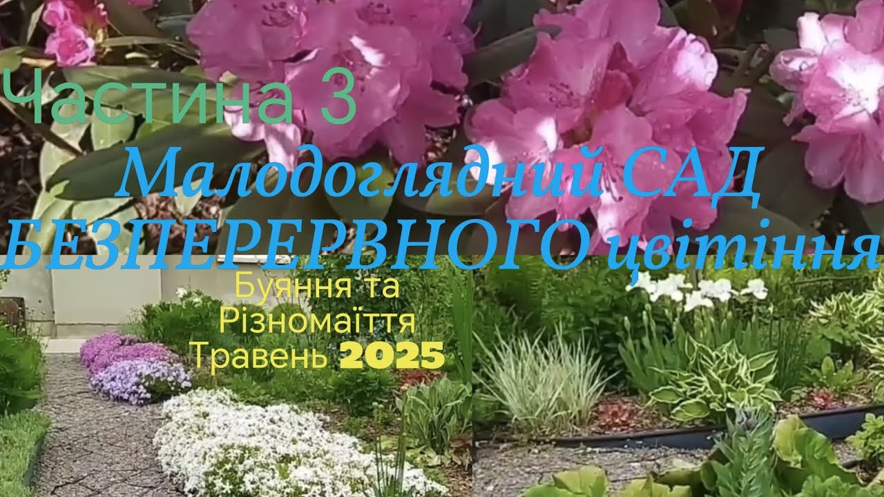 Малодоглядний сад безперервного цвітіння🌷в динаміці за рік Частина 3🌷Буяння та Різномаїття травня