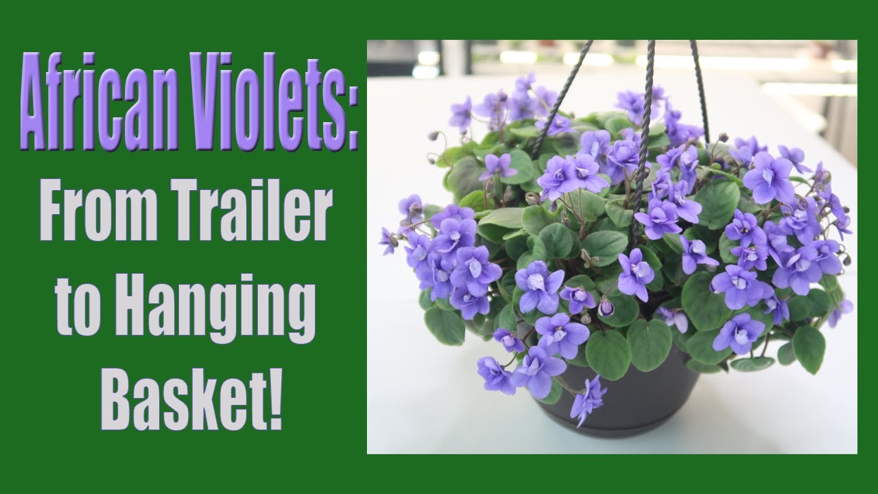 African Violets: From Trailing African Violet to Hanging Basket | Before and After