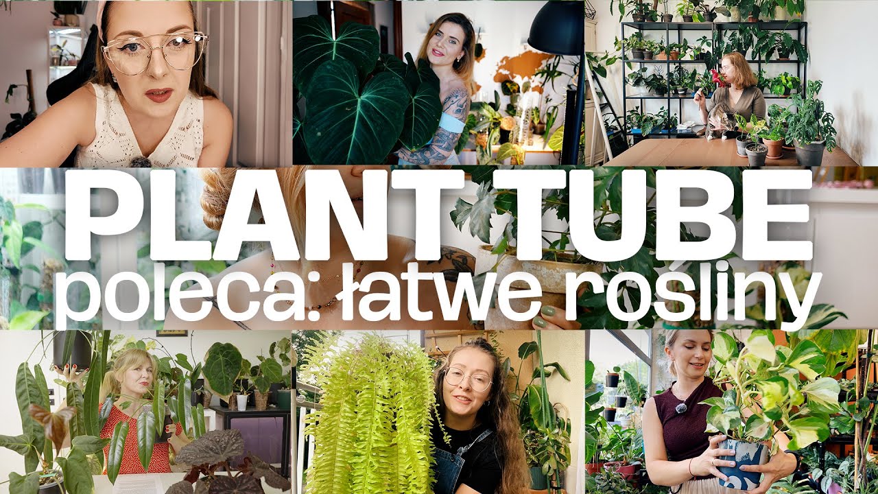 Jakie rośliny polecają polskie rośliniary? Plant tube poleca łatwe rośliny