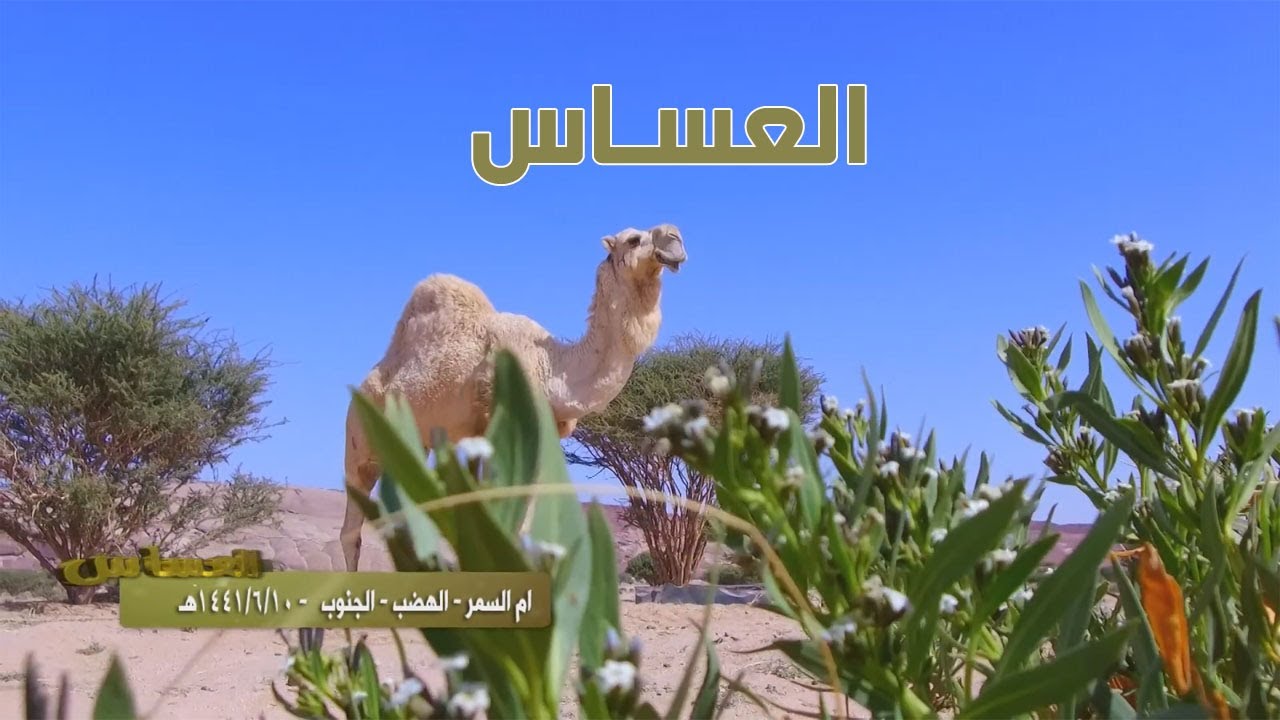 برنامج العساس | أم السمر - الهضب - الجنوب 10-6-1441 هـ