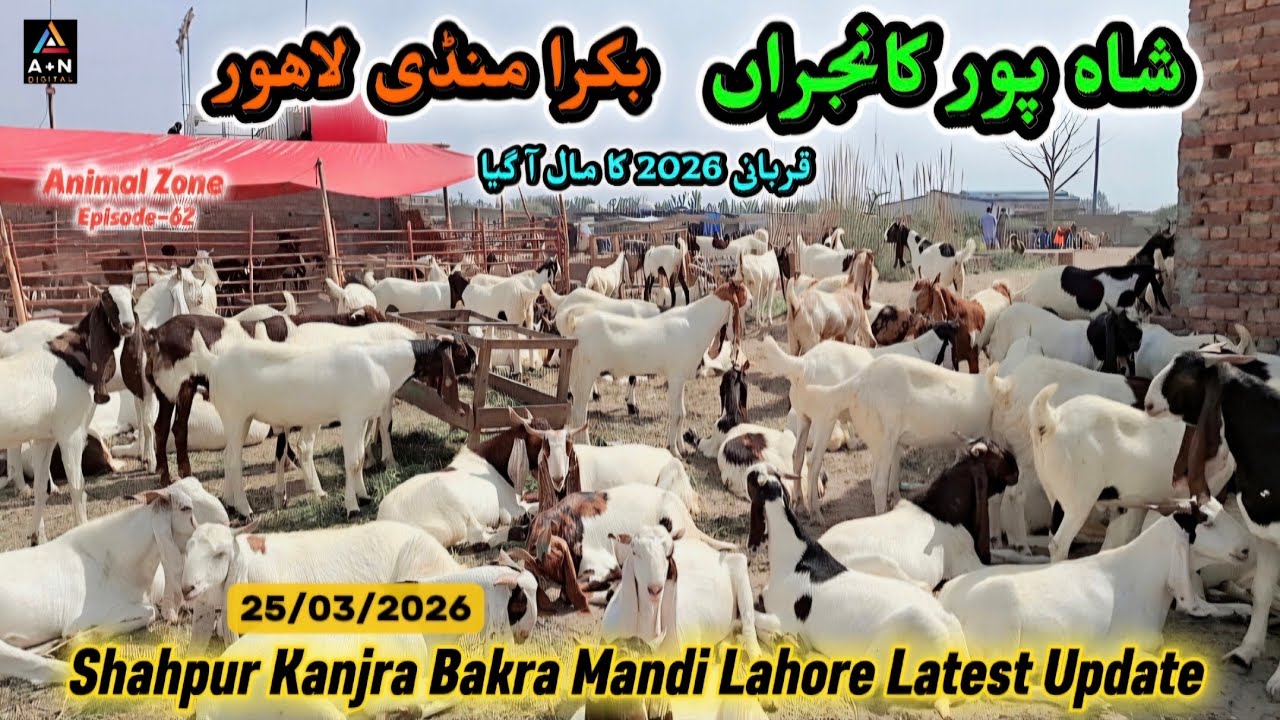 Shahpur Kanjra Bakra Mandi Lahore Latest Update Wednesday 25/03/2026 (Qurbani 2026 kay liye Janwer)