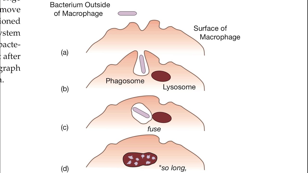 Adaptive immunity