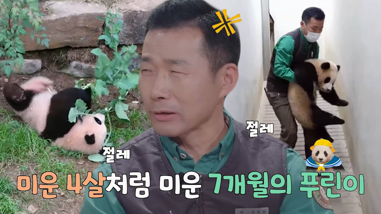 강철원 사육사, 밀당하며 깐족거리는 &lsquo;청개구리&rsquo; 푸바오에 내쉬는 한숨↘ #푸바오와할부지 #SBSenter