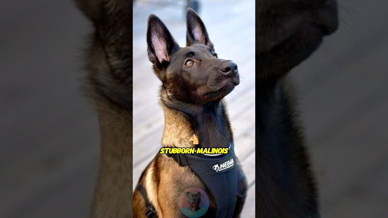Die 3 besten Trainingsmethoden f&uuml;r Ihren st&ouml;rrischen belgischen Malinois #Shorts #Hund #Hundelieb...