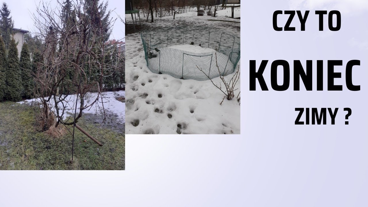 Czy to koniec ZIMY? (Spacer po ogrodzie)