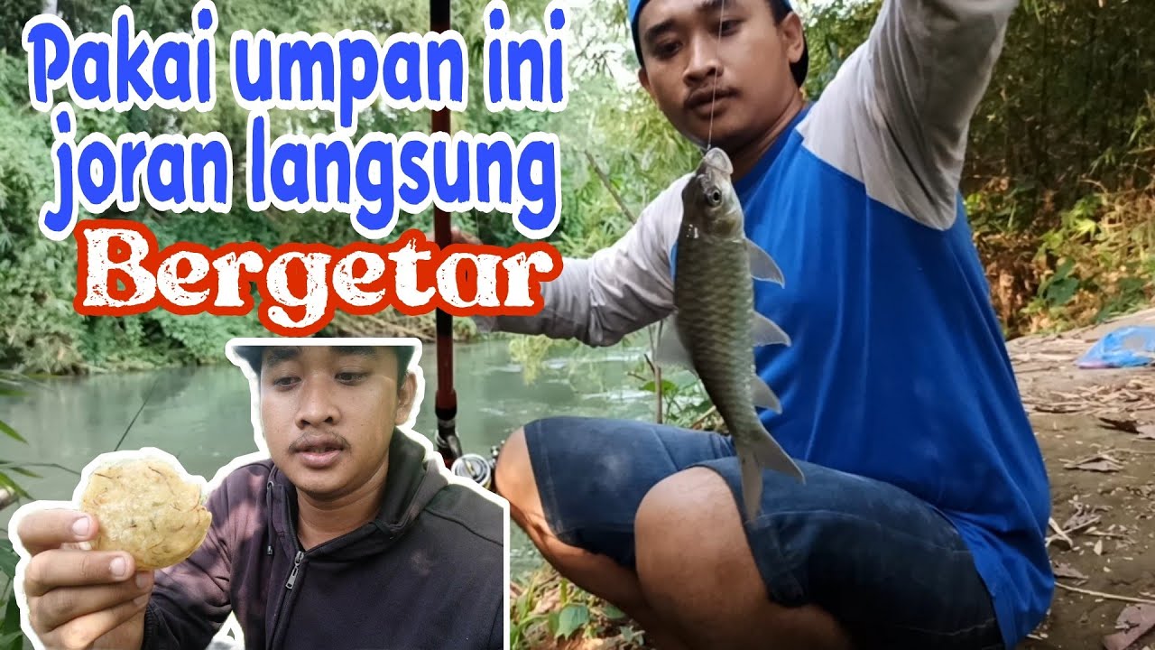 Mancing ikan sengkaring/mahseer pakai umpan ini dijamin langsung disambar