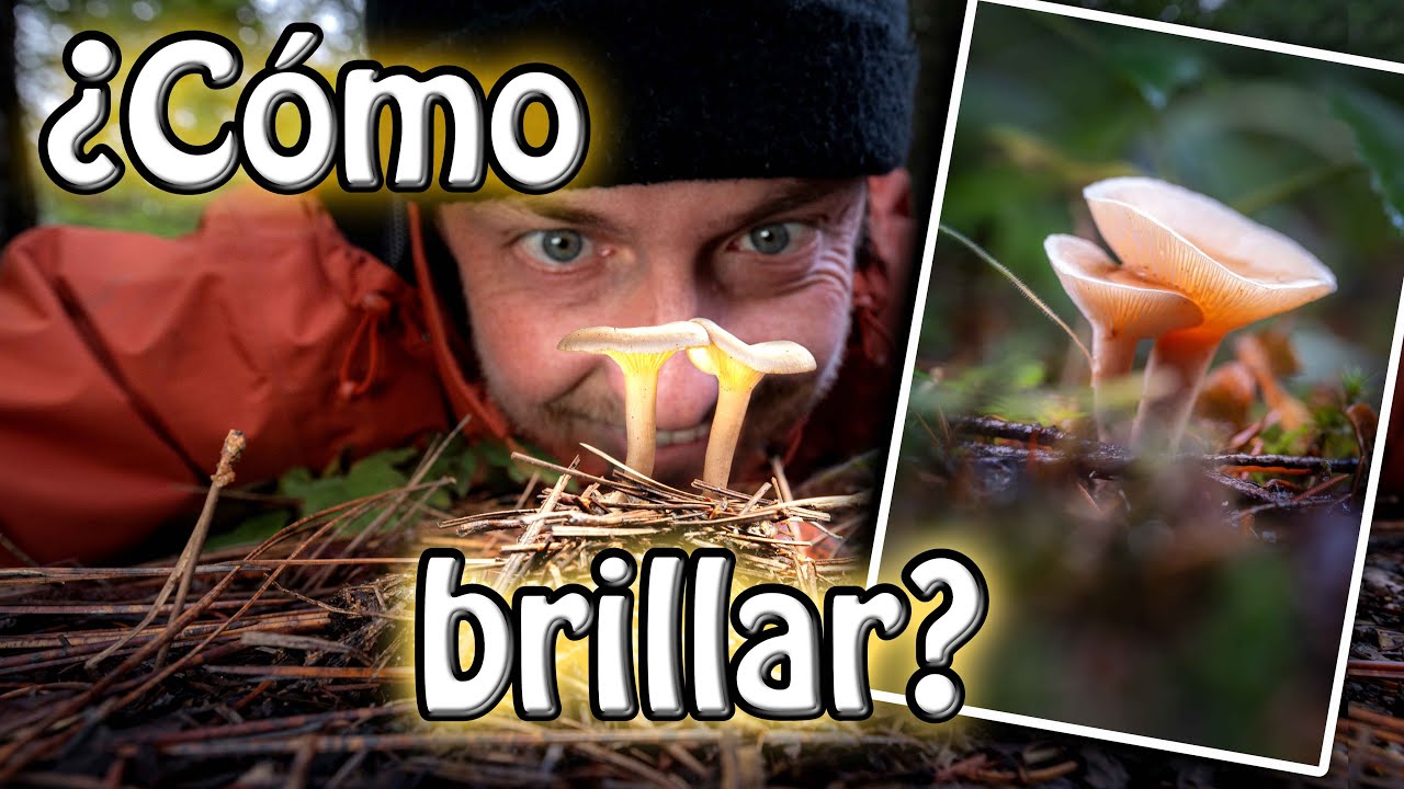 Tutorial. ¿Cómo hacer el efecto de brillo en fotos?