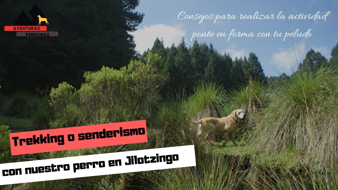 Trekking o senderismo con perros.
