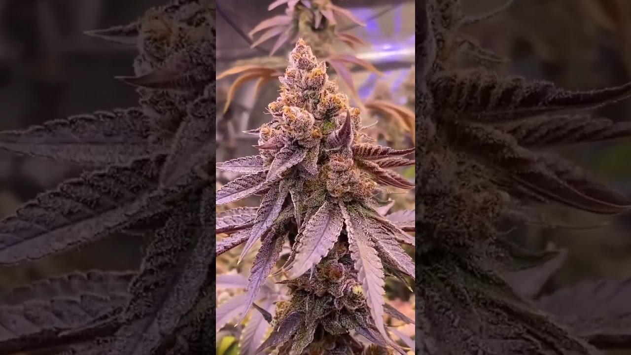 &lrm;@pamuy.m&nbsp;  - Slim 650S NextGen Frosty Purple Buds - Shows growth over 2 weeks - final Ripening