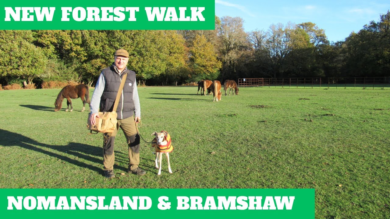 NEW FOREST WALK at NOMANSLAND, BRAMSHAW WOOD & PIPERS WAIT (THE HIGHEST POINT IN THE NEW FOREST).